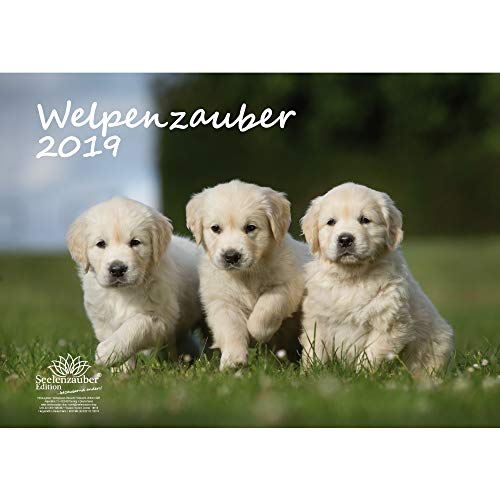 Download Chiot magique – Format A3 – Haute Calendrier 2019 · Chien Chiot – Animaux – Coffret cadeau avec 1 carte de vœux et 1 carte de Noël – Édition âme magique