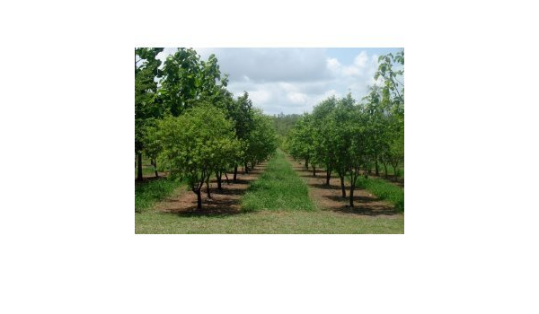 25 Seeds Santalum Album Sandal Wood Tree Amazon Co Uk Garden Outdoors