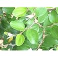 Urancia® Ber Leaves Ber Ka Patta