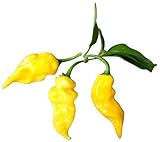 Variedad de chile con muy alto rendimiento de frutas muy picantes.