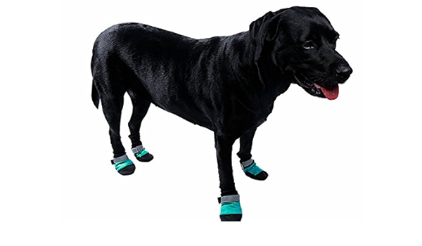 rubber dog boots amazon