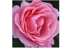 GARDENEXPERT Rosa Bush Rose Floribunda 'Queen Elizabeth' Containerised