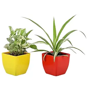 Green Decora POTHOS Plant, Green Spider (Size :- 3 Inch, Color :- Yellow and red Pot)