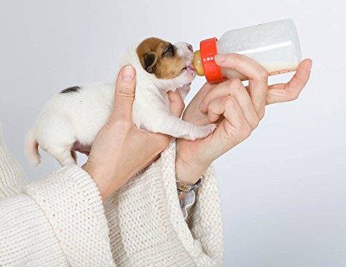 Royal-Canin-Babydog-Milk--Complete-Milk-Replacer-2kg-with-bottle-and-measure-Scoop-ORDER-BY-4PM-MONDAY-FRIDAY-FOR-SAME-DAY-TRACKED-POST