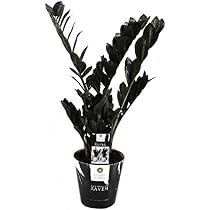 Clivia miniata Riemenblatt Klivie ca. 40 cm  Zimmerpflanze fr Wohnzimmer  & Bro  Pflegeleicht, Blhend, Grne Dekoration fr Innenrume :  Amazon.de: Garten