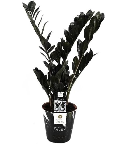 mickey mouse kaktus Mickey Mouse Kaktus, Opuntia microdasys