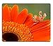 Produktbild Mousepads A small Devil Flower Mantis Nymph is Perched on a Petal of an Flower