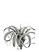 Produktbild artplants Tillandsia Cites RAJA, grau-grün, 15cm inklusive Versandkosten