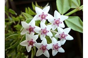 PERAGASHOP 1 planta Hoya Bella flor de cera maceta 14 cm Perenni