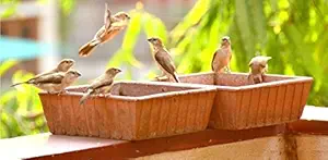 THE HIMALAYA CRAFT Terracotta Bird Bath Earthen Pot (Earth Brown, 9X9-Inch)