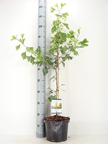 Ginkgo Baum – Ginkgo biloba – Älteste Baumart der Welt – verschiedene Größen (120-130cm – 5 Ltr.) - 3