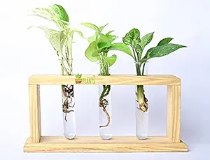 Pots & Plants Glass Tube Table Top Planter with Wooden Stand ( 3 Tubes)| Hydroponic Planter for Home Decor Tabletop Glass Terrarium Wooden Stand | Perfect for Propagating Hydroponic Plants | Home Garden Office Decoration | Perfect Gift