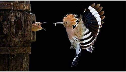 Kolylong 5D Embroidery Paintings Bird Feeding Fly Bird Rhinestone Pasted DIY Diamond Painting Cross Stitch Home Bar Art Decor