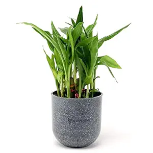 Ferns N Petals 2 Layer Lucky Bamboo Plant Live Indoor Grey Melamine Pot 3.75 x 3.75 inches