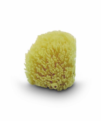 Jane X2 040103C01 Sponge Natural