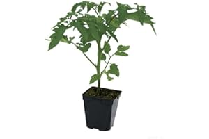 DECOALIVE Planta de Tomate Corazón de Toro Natural - Planta de Huerto