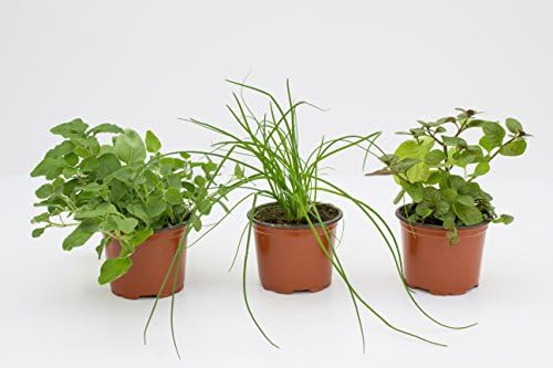 JPD Plants Herbs Collection Moroccan Mint Garlic Chives and Marjoram