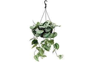 UNSERE-GAERTNEREI-MUELLER Efeutute, Scindapsus, (Epipremnum aureum) Sorte: Pictus, gepunktetes weiss-buntes Blattwerk, rankend, Ampelpflanze, luftreinigend (15cm Hängeampel)