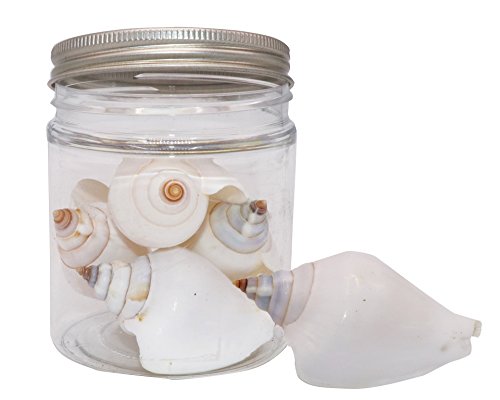 4 Pcs Quality Selected Seashells Dog Conch Shell 2 5 Inches Large Shells For Crafts And Decoration Bathroom Accesories Sea Shells For Mini Garden Ornaments Buy Online In Qatar At Qatar Desertcart Com Productid 48327576
