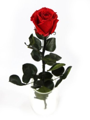 1 Haltbare stabilisierte Rose in rot, konservierte Rosen die ihre lebendige Natürlichkeit über eine Ewigkeit behalten. - 2