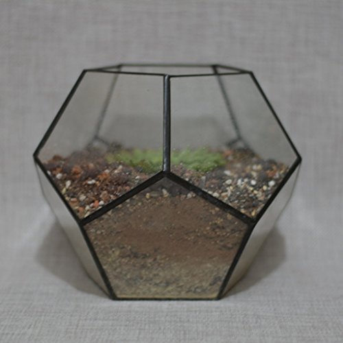 Mini Glas Terrarium Geometrisches Glas Sukkulente Pflanzen Pflanzgefäß Deko – 15 x 15 x 15cm - 9