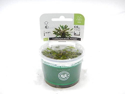 Dennerle Plant It Invitro Live Aquarium Plant Cryptocoryne Wendtii Kompakt  | Desertcart Cayman Islands