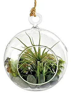 Venus Aqua Hanging Glass Hydroponic Terrarium Vase Home Decoration Personalize Gift DIY Wedding Garden Plant Wall Decor Boho Home Custom (6)