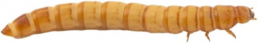 AntHouse Tenebrio Molitor – Ración Pequeña 150-200 Unidades – Gusanos de Harina Vivos para Hormigas y Mascotas – Alta Proteína Natural – Resistentes, Fáciles de Criar Caza
