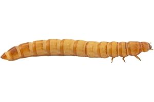 AntHouse Tenebrio Molitor – Ración Pequeña 150-200 Unidades – Gusanos de Harina Vivos para Hormigas y Mascotas – Alta Proteína Natural – Resistentes, Fáciles de Criar Caza