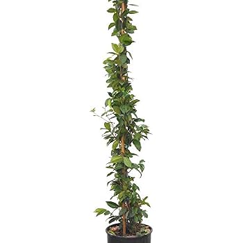 Pair Of Evergreen Star Jasmine Climbing Plant 1 Litre Pot on Tripod of 60cm Canes