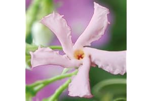 Sternjasmin Rosa - Stern von Sizilien - Toskanischer Sternjasmin - Kletterpflanzen winterhart - Immergrüner Duftjasmin - 1,5 L Topf - Winterharter Jasmin - ClematisOnline - Wachstum bis zu 400 cm Höhe