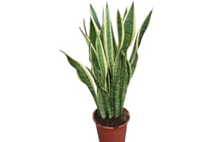 BOTANICLY Plante d'intérieur - Plante pour la maison ou le bureau - Sansevaria - Langue de belle-mère à feuillage panaché, hauteur environ 30 cm