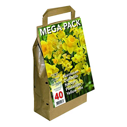 Greenbrokers Limited ((Pack of 40) Big Buy Value Pack-Yellow Daffodils Narcissus