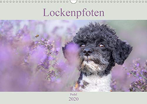 Lockenpfoten 2020 (Wandkalender 2020 DIN A3 quer)
