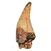 Price comparison product image TRIASSICA T-Rex Dinosaur Tooth Replica Fossil