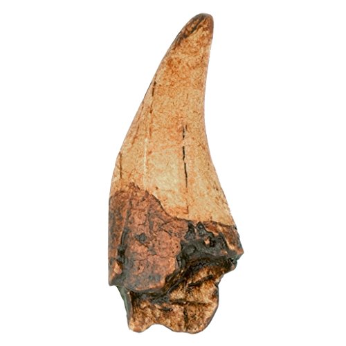 Price comparison product image TRIASSICA T-Rex Dinosaur Tooth Replica Fossil
