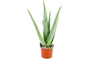 PCMOVILES Planta Aloe Vera Natural Eco para jardin en maceta de 8,5cm pequeña envio gratuito