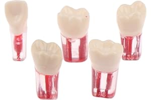 Lpitoy Modelo De Diente Endodoncia Dental De Resina, Archivos De Conducto Radicular Endo, Estudio De Práctica De Pulpa, Entrenamiento Endo, Demostración RCT, Enseñanza para Estudiantes, 5 Uds.