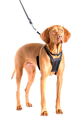 Company of Animals Harnais de dressage anti-traction pour chiens de grande taille Taille L