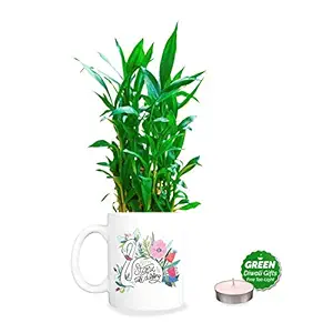 YaYa Cafe Diwali Gifts Stand Tall,Lucky Bamboo Planter with Mug Pot and Free Tea Light - 2 Layer