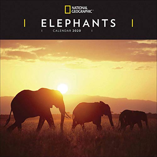 Télécharger Elephants National Geographic Square Wall Calendar 2020 Livre eBook France