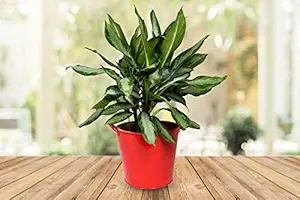 HINS Metal Big Red Bucket Plant Pot For Indoor & Outdoor Gardening Metal Pots For Indoor Plants I Elevated Garden Planter I Raised Planter I Desk Plant I Raised Planter Box I Ascent Homes Metal Planter I Raised Planter Box With Legs I Brass Pots For Indoor Plants I Golden Planter I Mid Century Plant Stand I Brass Planters For Indoor Plants I Indoor Plant Stand For Living Room I Metal Planters Pot For Indoor Plants designer pots for indoor plants