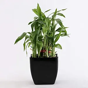 Ferns N Petals 2 Layer Lucky Bamboo Plant Live Indoor Black Plastic Pot 3 X 3 Inches