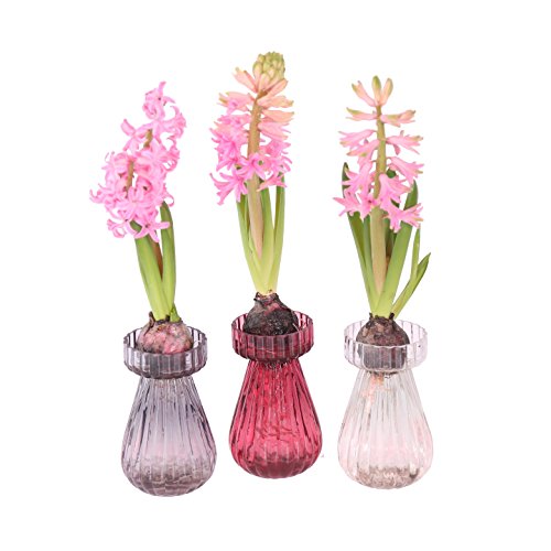 3er Set Glasvase Hyazinthenglas 14 cm Blumenvase Hyazinthen Tischvase Deko Vase Glas Windlicht Teelicht Kerzenglas (3er Set Klar) - 6