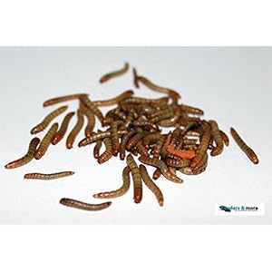 2 kg Mehlwürmer lebend für Reptilien, Vögel, Nager, Angelköder