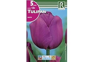 ROCALBA BULBO DE OTOÑO TULIPÁN MORADO NEGRITA - 5 UD