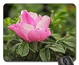 Gaming-Mauspads, Mauspad, Heck Roses Pink Corymbifera Bush Rose Wild Rose