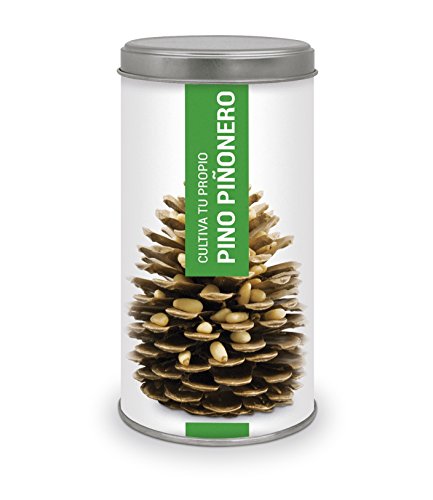 Garden Pocket - Kit de Cultivo Bonsái PINO PIÑONERO