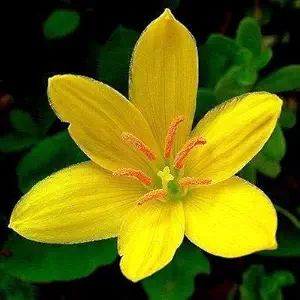 FernsFly IMP. Rain Lily | Zephyranthes Lily | Magic lily Flower Bulbs Home Indoor Outdoor Flowering Gardening Bulbs Blooming planting (Pack of 30 Yellow Rain Lily)