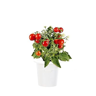 Click & Grow recharges pour jardinière Smart Herb Garden Mini-tomates Pack de 3